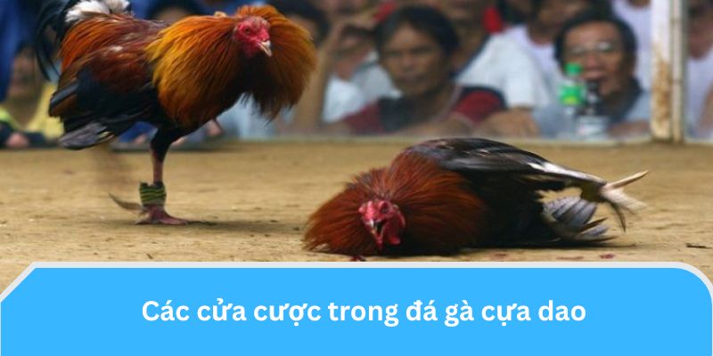 Các cửa cược cơ bản