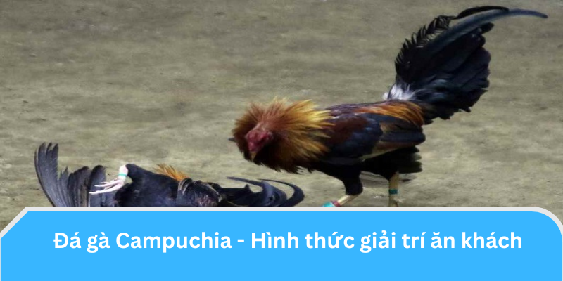 Đá gà Campuchia - Hình thức giải trí ăn khách