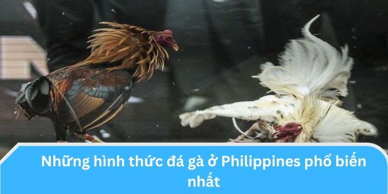 Những hình thức đá gà ở Philippines phổ biến nhất