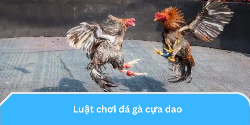 Luật chơi đá gà cựa dao