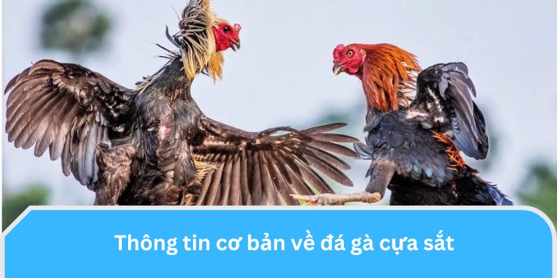 Thông tin cơ bản về đá gà cựa sắt