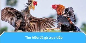 Tìm hiểu đá gà trực tiếp